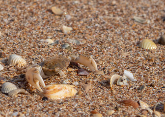 A small crab on the sandy seashore. Close-up of a crab on wet shell sand