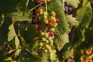 Cluster of grapes growing for wine. Selective focus.
