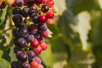 Cluster of grapes growing for wine. Selective focus. 