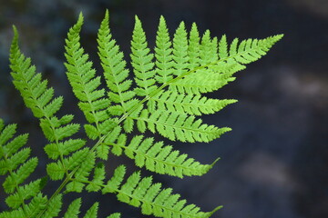 Green forest fern leave in sunbeam on dark sandy ground background. Fresh natural greenery closeup
