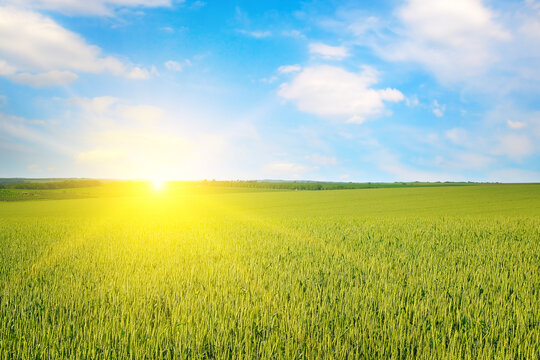 Green wheat field and bright sun rise.