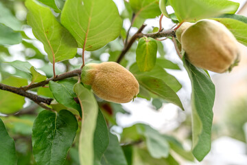 Quince green grows on a tree. Delicious fruit grows on a tree in summer.