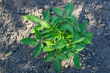 Top view of a Tomato bush on the background of a black bed close-up
