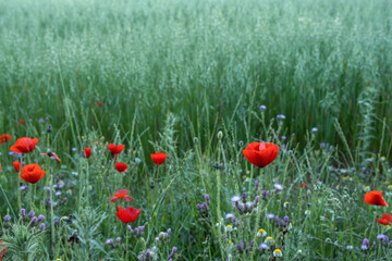 Wild springtime flowers