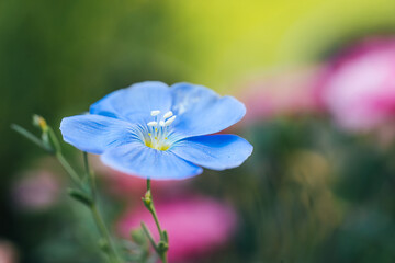 Flax flower or linum perenne on natural colorful background. Macro shot. Nature background