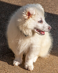 Fluffy white American Eskimo -Eskie- puppy sitting on pavement with shaddow behind - profile