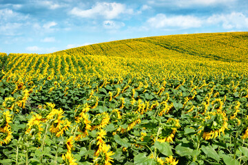 Field of blooming sunflowers on a background of blue sky. Beautiful field.