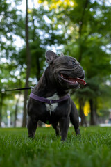 powerful dog french bulldog stands in the park with his tongue hanging out and looking to the side