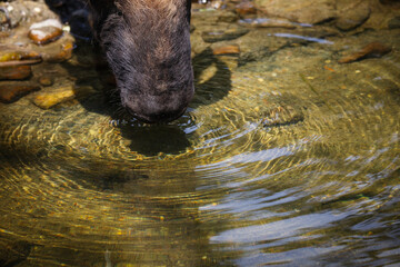 Close up portrait of the snout of a mishmi takin drinking water