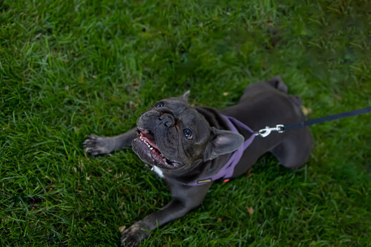 The Dog Obeyed The Command To Lie Down After Asking For Food From The Owner