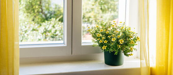 View of yellow goldmarie flowers or Bidens ferulifolia in a pot on the window. Home comfort zone. Floral background. Long banner