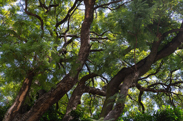 tree in the forest