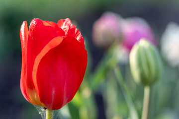 red tulips on the garden close-up