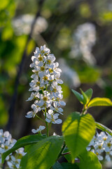 a branch of a flowering bird cherry