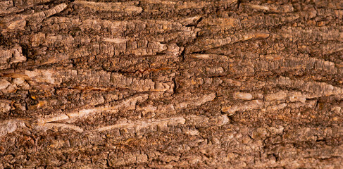 wood texture background