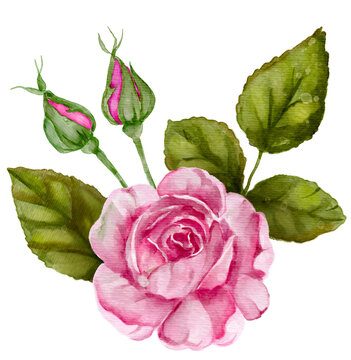 Watercolor pink rose romantic flower illustration.