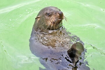 Nahaufnahme Seel&ouml;we im Wasser