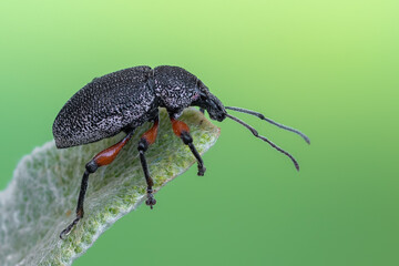 an insect - beetle - Otiorhynchus cardiniger - obrazy, fototapety, plakaty