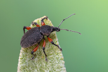 an insect - beetle - Otiorhynchus cardiniger