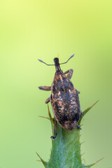 an insect - beetle - Larinus pollinis