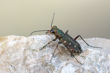 insect - beetle - Calomera littoralis