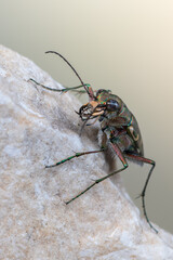 insect - beetle - Calomera littoralis