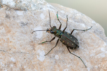 insect - beetle - Calomera littoralis
