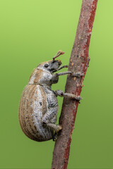 an insect - beetle - Philopedon plagiatum