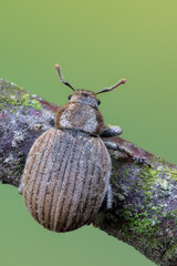 an insect - beetle - Philopedon plagiatum