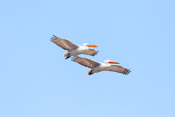 Obraz premium Two flying Dalmatian Pelican in the delta of Volga River (near Caspian sea, Astrakhan, Russia). The Dalmatian pelican (Pelecanus crispus) is the largest member of the pelican family. 