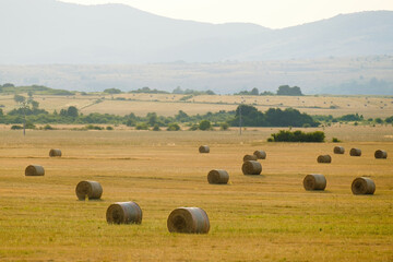 Wheat straw bales scattered on boundless harvested field against foggy hills. Bales of hay provide...