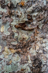 Cortex of Eucalyptus 