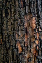 Cortex of a Tree