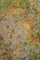 Moss on Wood Texture 