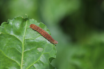 Caterpillar moth of the family Noctuidae - owlet moths, armyworm on sugar beet leaf. It is a dangerous pest.