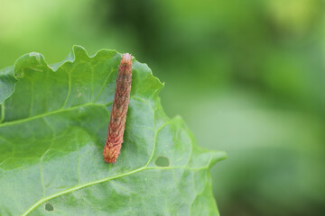 Caterpillar moth of the family Noctuidae - owlet moths, armyworm on sugar beet leaf. It is a dangerous pest.
