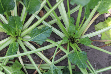 Fototapeta premium Damaged plants of sugar beet by caterpillars of the beet moth Scrobipalpa ocellatella, is a moth in the family Gelechiidae. This is an important pest of sugar beet and other crops.