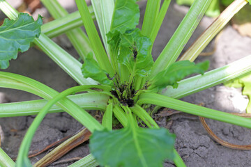 Fototapeta premium Damaged plants of sugar beet by caterpillars of the beet moth Scrobipalpa ocellatella, is a moth in the family Gelechiidae. This is an important pest of sugar beet and other crops.