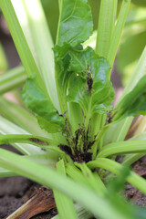 Obraz premium Damaged plants of sugar beet by caterpillars of the beet moth Scrobipalpa ocellatella, is a moth in the family Gelechiidae. This is an important pest of sugar beet and other crops.