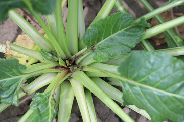 Obraz premium Damaged plants of sugar beet by caterpillars of the beet moth Scrobipalpa ocellatella, is a moth in the family Gelechiidae. This is an important pest of sugar beet and other crops.