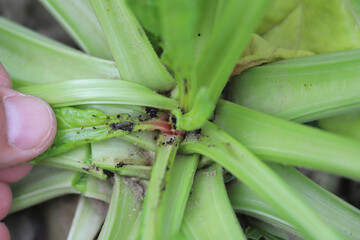 Fototapeta premium Damaged plants of sugar beet by caterpillars of the beet moth Scrobipalpa ocellatella, is a moth in the family Gelechiidae. This is an important pest of sugar beet and other crops.