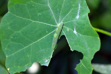 Caterpillar of Pieris rapae called cabbage white, cabbage butterfly or small white on a leaf of nasturtium.
