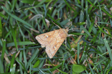 Brown-line bright-eye (Mythimna conigera) moth.