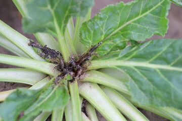 Obraz premium Damaged plants of sugar beet by caterpillars of the beet moth Scrobipalpa ocellatella, is a moth in the family Gelechiidae. This is an important pest of sugar beet and other crops.