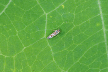 Chrysanthemum leafhopper Eupteryx melissae adult on green leaf.