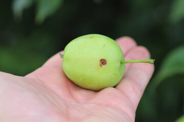Wormy apple by larva of codling moth Cydia pomonella.