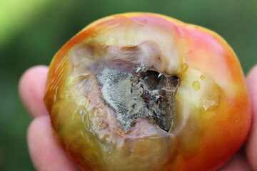 Still green, unripe, young tomato fruits affected by blossom end rot. This physiological disorder...