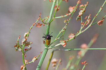 A chrysomelid beetle on a sorrel plant in a meadow.