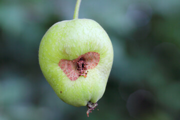 Wormy apple by larva of codling moth Cydia pomonella.