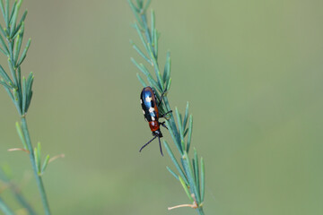 The common asparagus beetle (Crioceris asparagi) on asparagus leafs. It is an important pest of asparagus crops.